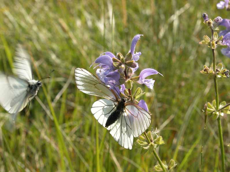 Aporia crataegi